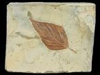 Detailed Fossil Hackberry Leaf - Montana #68325-1